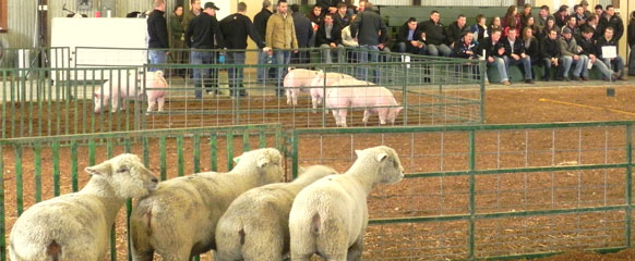 Livestock Judging Livestock Center