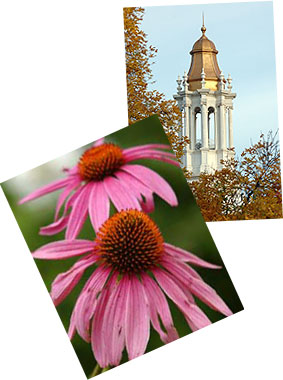 Snapshots: Sherman bell tower and coneflowers