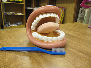 Photo of a model set of teeth and a toothbrush