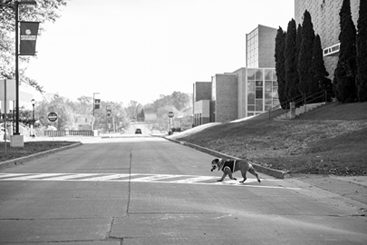 Ray walking across a crosswalk by the university union in black and white