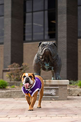 Ray walking in front of large bulldog statue